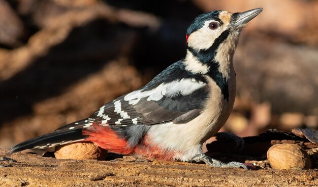 Grande pica-pau manchado Dendrocopos major O macho senta-se em uma noz