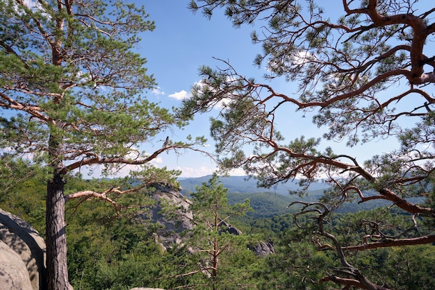 Grande pinheiro velho crescendo no topo da montanha rochosa sob o céu azul no fundo da vista da montanha de verão