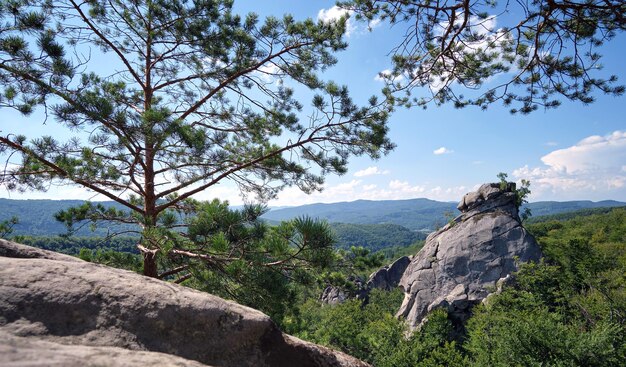 Grande pinheiro velho crescendo no topo da montanha rochosa sob o céu azul no fundo da vista da montanha de verão