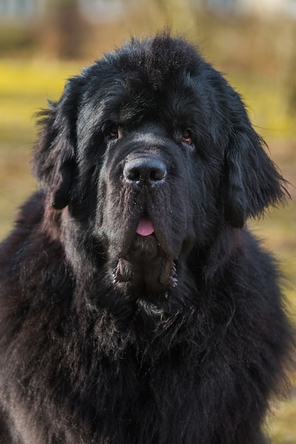 Foto grande plano de cão tamanho gigante de terra nova negra olhando para a câmera na primavera de natureza. é um grande cão de trabalho