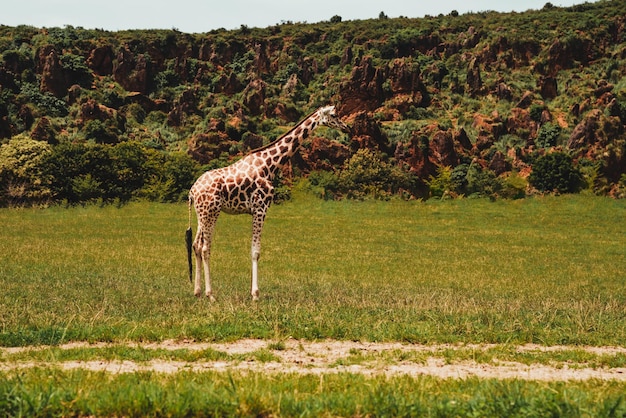 Grande plano de uma bela foto de uma girafa em um campo durante o dia