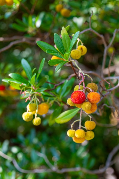 Grande plano do galho da árvore de morango com frutas