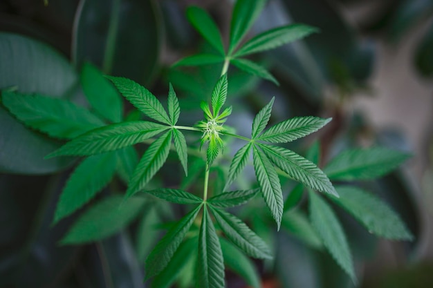 Grande planta indica sativa canabis belo fundo do tema da legalização e do cânhamo medicinal no mundo