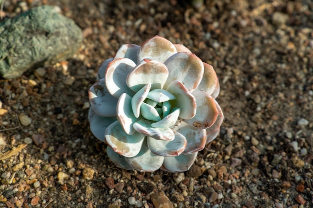 Foto grande planta suculenta echeveria no jardim no fundo do solo marrom