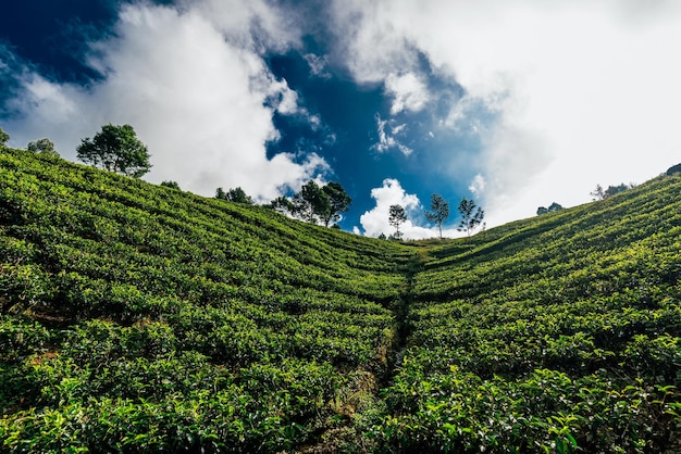 Grande plantação de chá. Chá verde nas montanhas. Natureza do Sri Lanka. Chá no Sri Lanka. O cultivo do chá. Plantação verde. Ella. Nuwara Eliya. Clima asiático