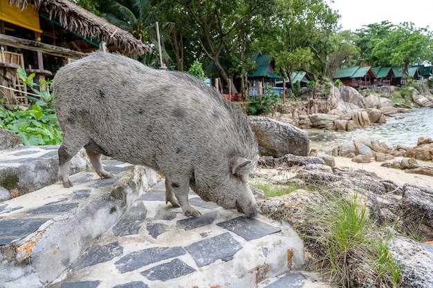 Grande porco perto do café da praia na ilha de Phangan Tailândia