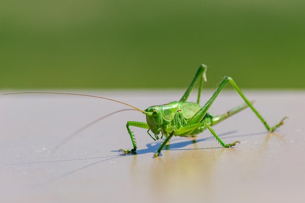 Grande praga verde de insetos de culturas agrícolas closeup de gafanhotos