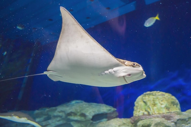 Grande rampa elétrica com uma cauda longa e afiada e vários pequenos peixes pretos e brancos flutuando na profundidade do aquário