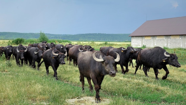 Grande rebanho de búfalos vai do pasto à fazenda.