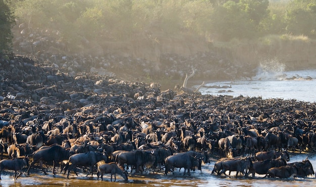 Grande rebanho de gnus em torno do rio mara