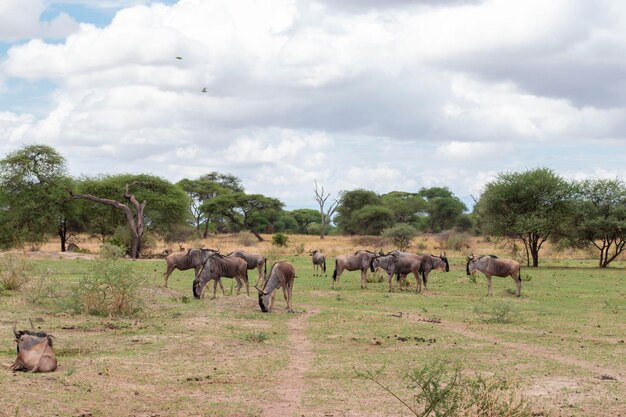 Grande rebanho de gnus pasta na savana em um safári no Parque Nacional Tarangire, na Tanzânia