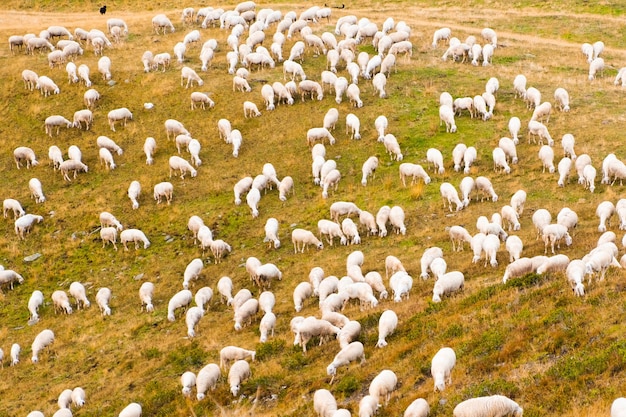 Grande rebanho de ovelhas come grama em pastagens de montanha