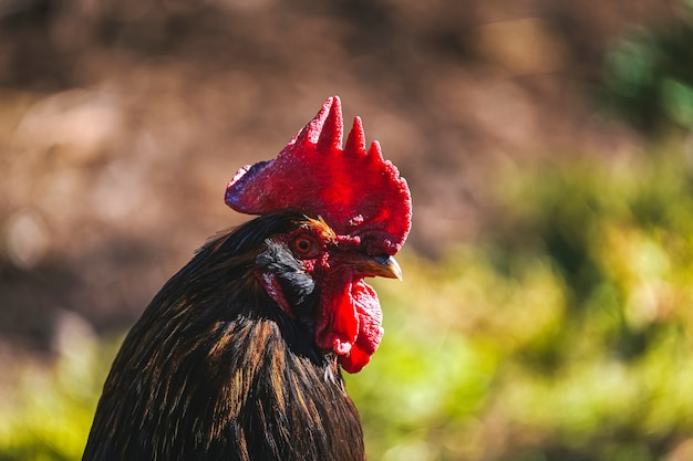 Grande retrato ensolarado de um galo de aldeia com um fundo desfocado