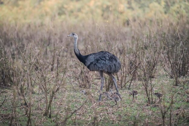 Grande Rhea com filhotes Rhea americana PantanalBrasil