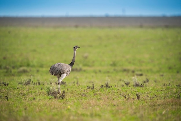 Grande Rhea no ambiente rural de Pampas Província de La Pampa Argentina