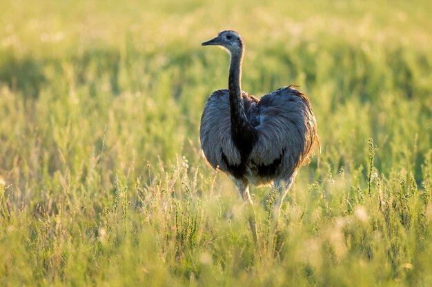 Grande Rhea, Rhea americana, La Pampa, Patagônia, Argentina