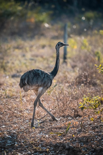 Grande Rhea Rhea americana Pantanal Brasil