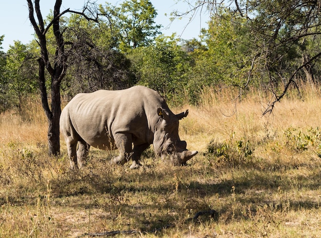 Grande rinoceronte pastando a grama no Zimbábue