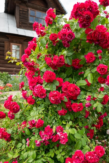 Grande roseira florescendo com flores vermelhas