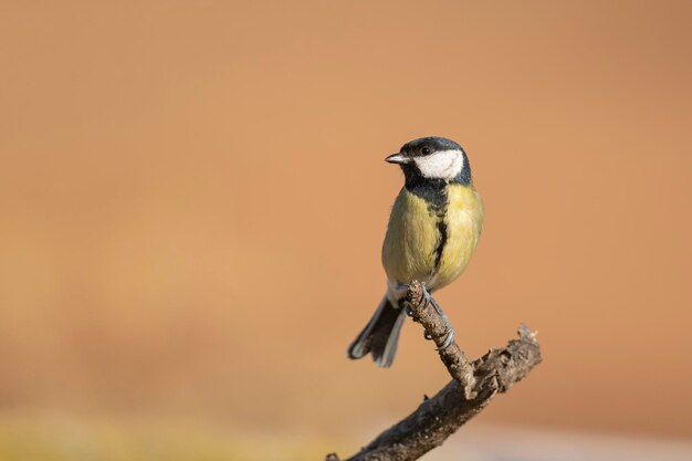 Grande tit Parus major Mlaga Espanha