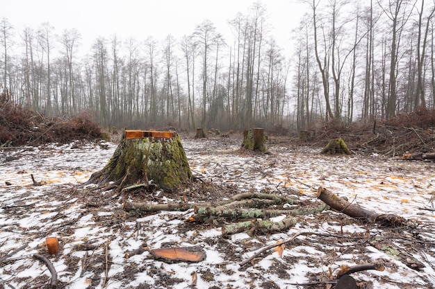 Grande toco de amieiro em área de floresta cortada