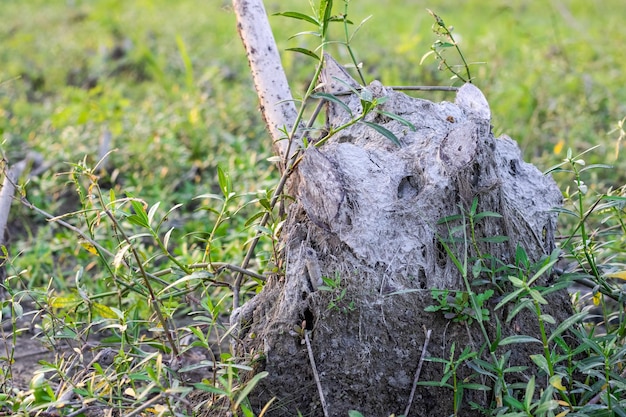 Grande toco de árvore de uma planta selvagem em terras agrícolas close-up tiro