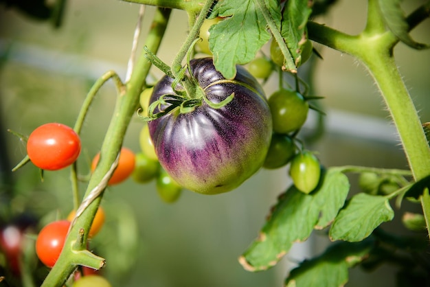 Grande tomate roxo crescendo em um galho em uma estufa