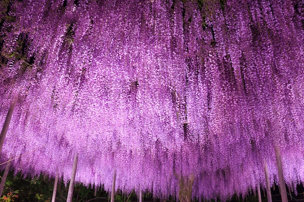 Grande treliça de glicínias roxas à noite, Ashikaga Flower Park