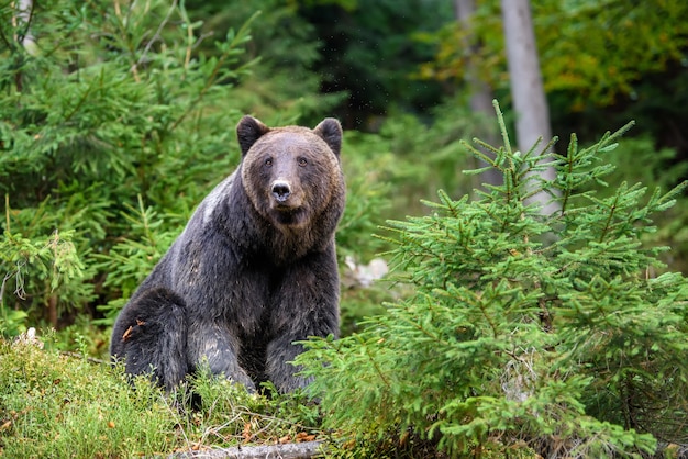 Grande urso pardo na floresta. Animal perigoso em habitat natural