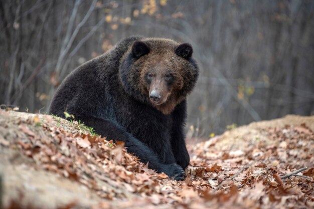 grande urso pardo na floresta de outono