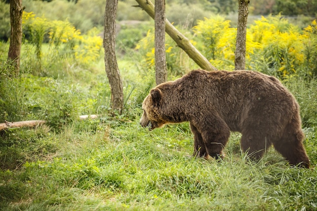 Grande urso pardo selvagem