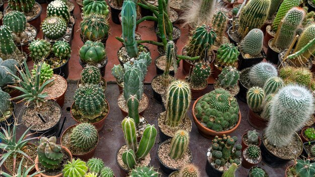 Grande variedade de cactos na mesa com vista superior da casa verde botânica