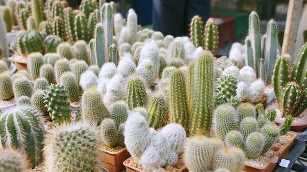 Foto grande variedade de plantas de interior fofas e espinhosas da família dos cactos