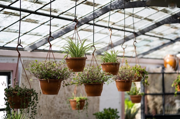 Grande variedade de plantas diferentes penduradas no teto de vidro na floricultura iluminada pela luz solar