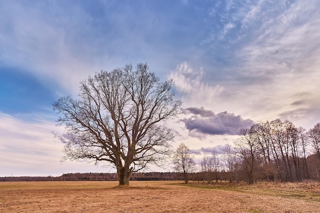 Grande velho carvalho sem folhas sozinho no prado Paisagem de campo no início da primavera Pôr do sol nublado Europa cena rural Nublado céu ventoso