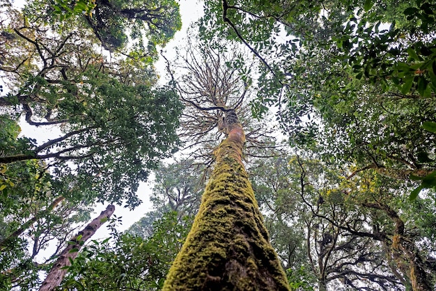 Grandes árboles en el bosque siempre verde de la montaña, el clima fresco durante todo el año es una atracción turística