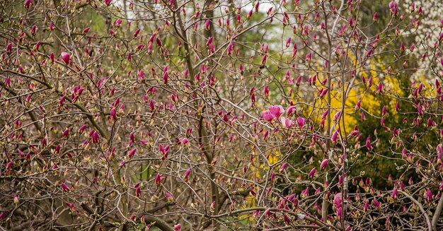 Grandes árboles de magnolia rosa y blanca florecen en un parque en un día de primavera