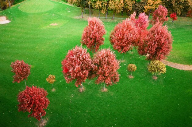Grandes árboles de otoño de color naranja sobre un fondo de césped verde brillante. Vista aérea. Maravilloso paisaje otoñal. Parque de la ciudad.