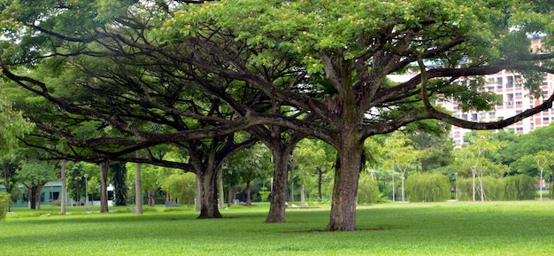 Foto grandes árboles en el parque
