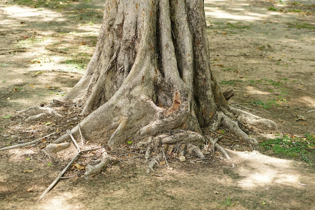 grandes árboles en el parque