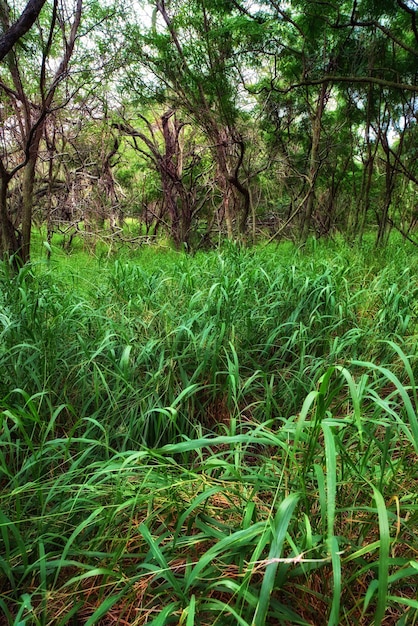 Grandes árboles que crecen en una exuberante selva verde en Hawai EE.UU. Paisaje forestal con detalles ecológicos en un campo o en una selva tropical Hierba vibrante que crece en una selva tropical húmeda en verano