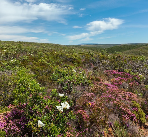 Grandes arbustos de flores brancas de azáleas selvagens (Cistus Ladanifer, Gum rockrose, Jara pringosa) e pequenas flores cor de rosa não muito longe da costa do Oceano Atlântico (perto de Aljezur, Algarve, Portugal).