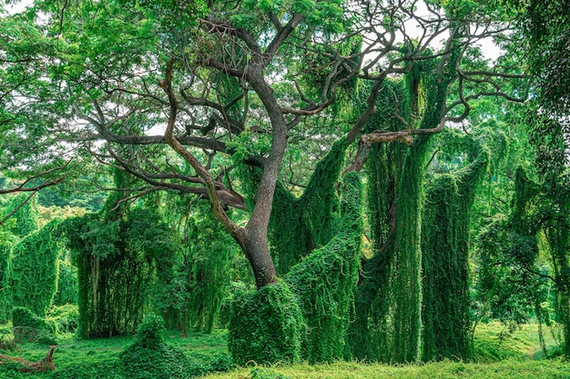 Grandes árvores entrelaçadas com hera e trepadeiras, selva, Parque dos Almendares, Havana, Cuba