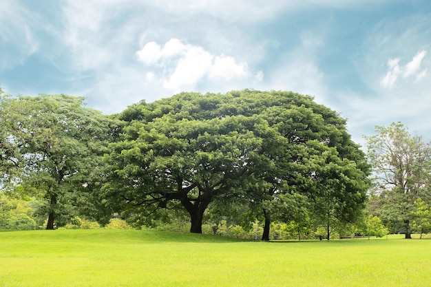 Grandes árvores no jardim