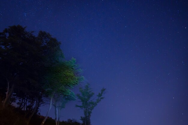 Grandes árvores verdes em uma floresta sob um céu azul escuro com muitas estrelas brilhantes.