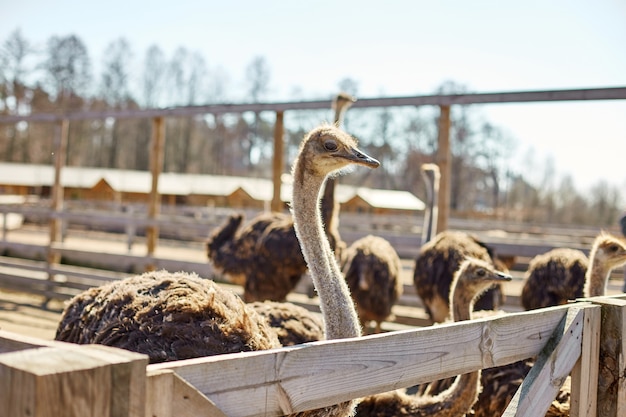 Grandes avestruces en el campo agrícola detrás de una valla de madera, animales domésticos al aire libre, concepto ecológico.