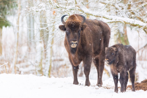 Grandes bisontes marrons Família Wisent perto da floresta de inverno com neve.