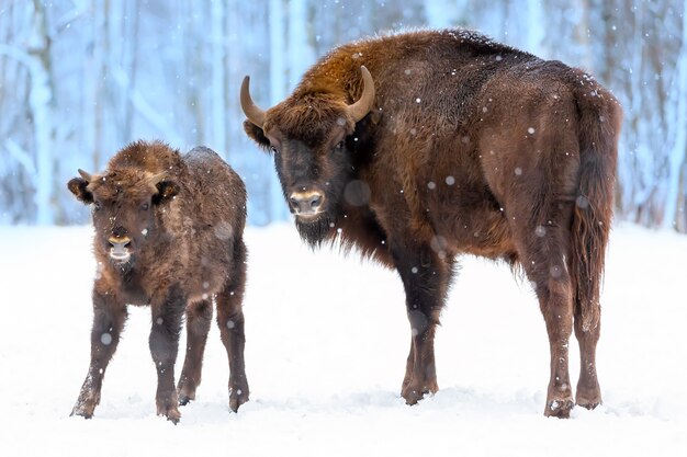 Grandes bisontes marrons Família Wisent perto da floresta de inverno com neve.