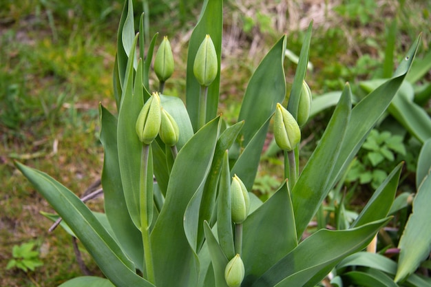 Grandes brotes de tulipán verde brotan en el jardín.