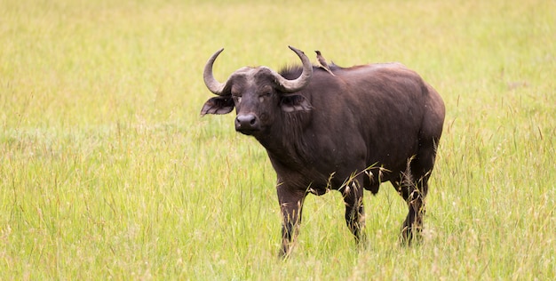 Grandes búfalos están de pie en la hierba y pastando en la sabana de Kenia